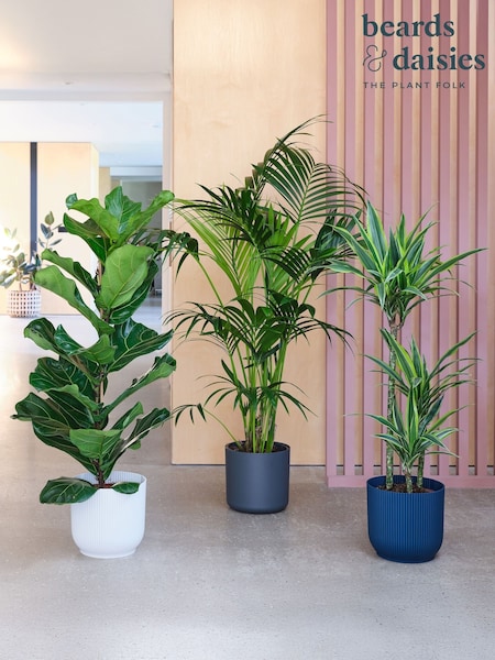 Beards & Daisies Green Real Tall Plants Bundle in Pots (AR3579) | £246