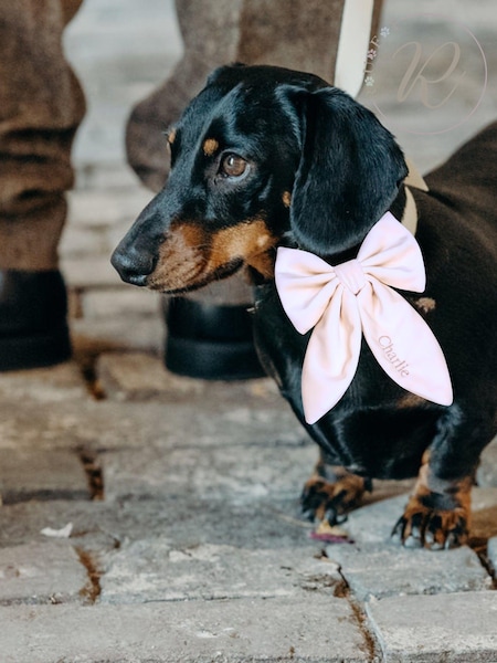 Velvet Embroidered Dog Bow by RUFF (AT8773) | £28