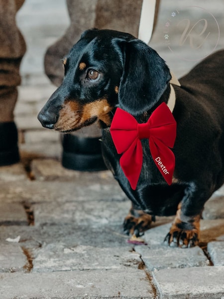Velvet Embroidered Dog Bow by RUFF (AT8780) | £28