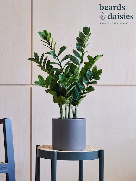 Beards & Daisies Green Artificial ZZ Plant (AV3722) | £70