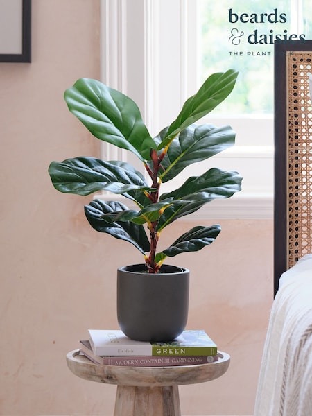 Beards & Daisies Green Artificial Fiddle Leaf Fig Plant (AV3731) | £40
