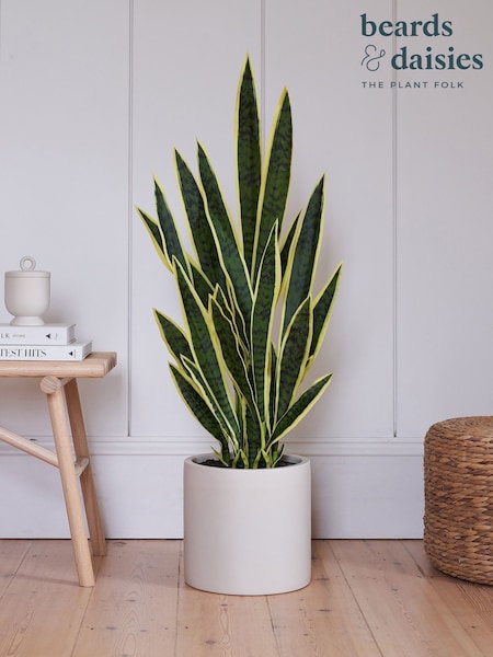 Beards & Daisies Green Artificial Snake Plant (AV3739) | £110