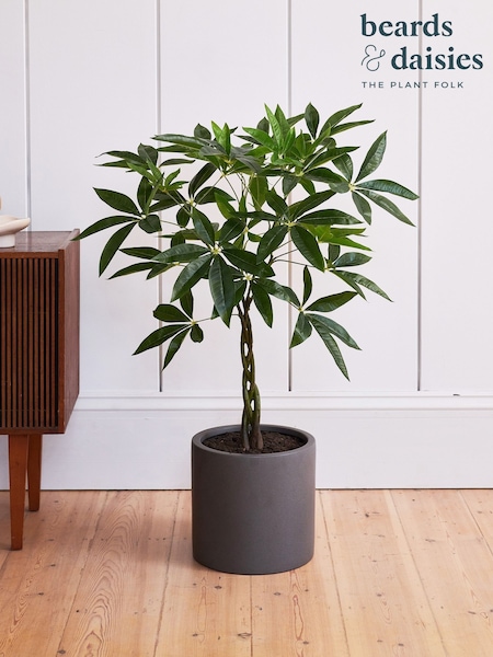Beards & Daisies Green Artificial Money Tree (AV3740) | £100