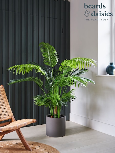 Beards & Daisies Green Artificial Parlour Palm (AV3742) | £180