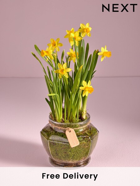 Yellow Mother's Day Daffodil Real Plant in Glass Vase (AV8002) | £20