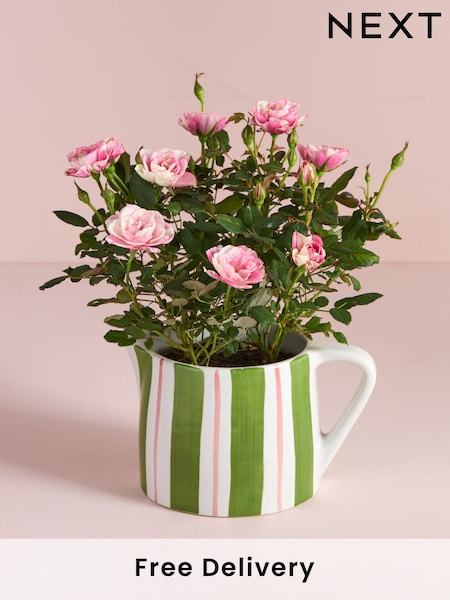 Pink Rose Real Plant in Ceramic Watering Can (AV8003) | £25