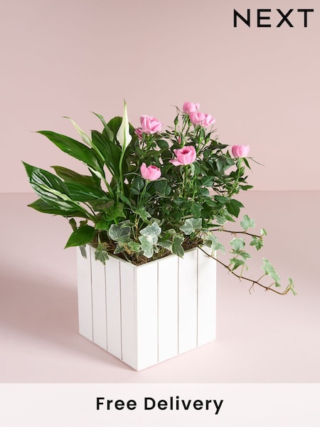 Pink Rose Real Plant in Trough (AV8004) | £30