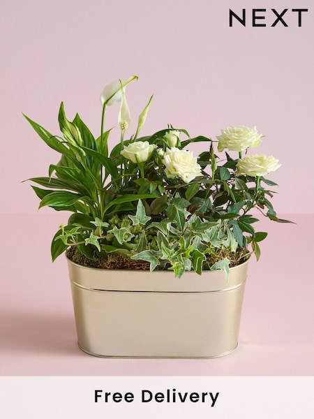 White Mother's Day Rose Real Plant in Trough (AV8005) | £30