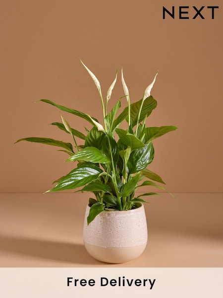 White Mother's Day Peace Lily Real Plant in Ceramic Pot (AV8006) | £24