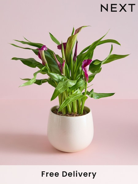 White Mother's Day Calla Lily Real Plant in Ceramic Pot (AV8007) | £27
