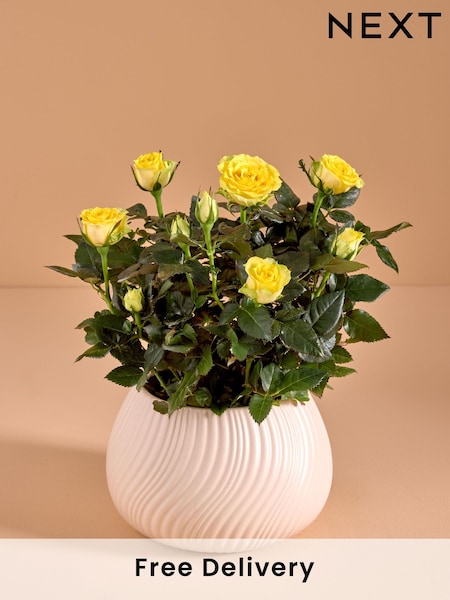 Yellow Rose Real Plant in Ceramic Pot (AV8008) | £22
