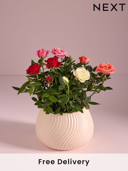 Bright Rose Real Plant in Ceramic Pot (AV8009) | £22