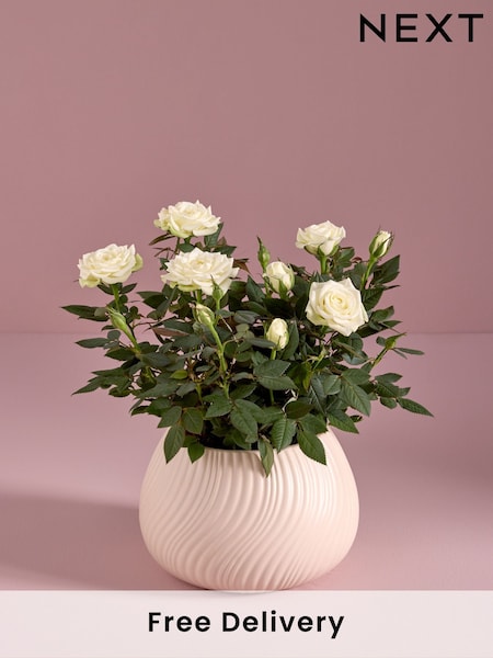 White Mother's Day Rose Real Plant in Ceramic Pot (AV8010) | £22