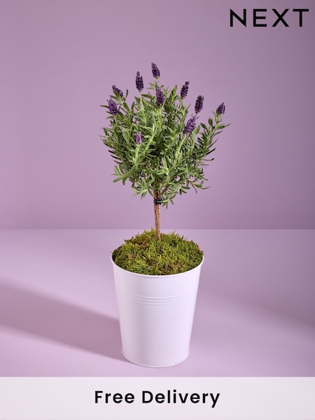 Lilac Purple Lavender Real Plant in Pail (AV8011) | £32