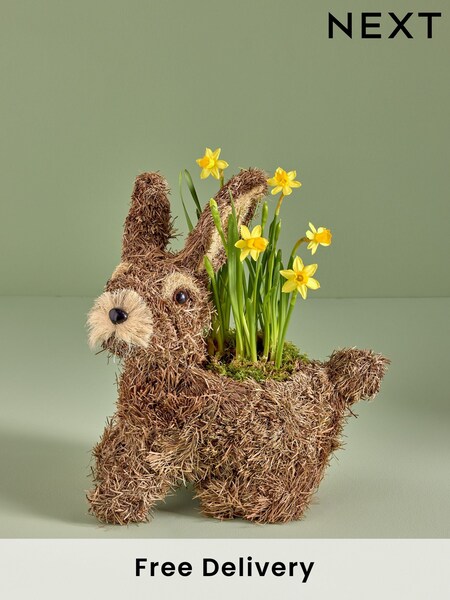 Yellow Mother's Day Daffodil Real Plant in Bunny Planter (AV8015) | £25