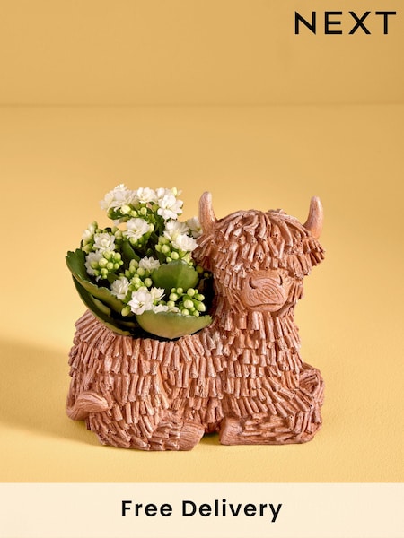 Yellow Mother's Day Kalanchoe Real Plant in Ceramic Hamish Pot (AV8016) | £22