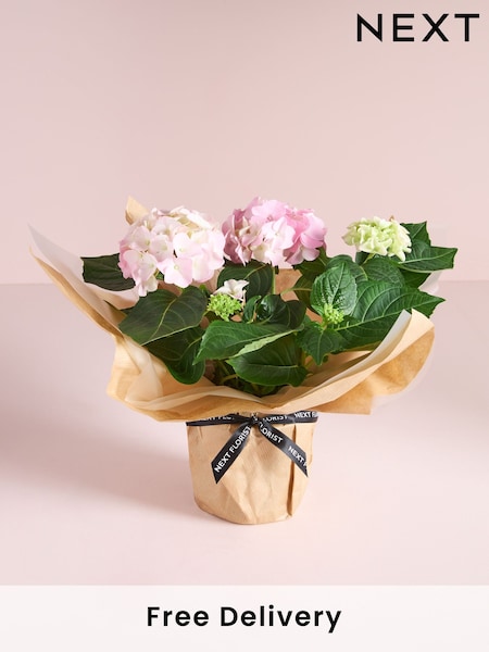 Pink Hydrangea Gift Wrapped Real Plant (AV8020) | £30