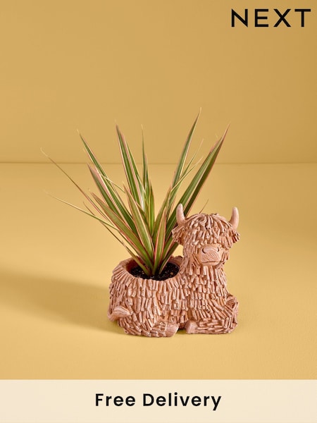 Green Draceana Real Plant in Hamish Planter (AY4309) | £22
