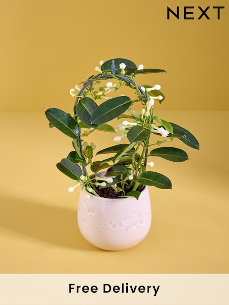 White Stephanotis Real Plant in Glazed Pot (AY4310) | £29