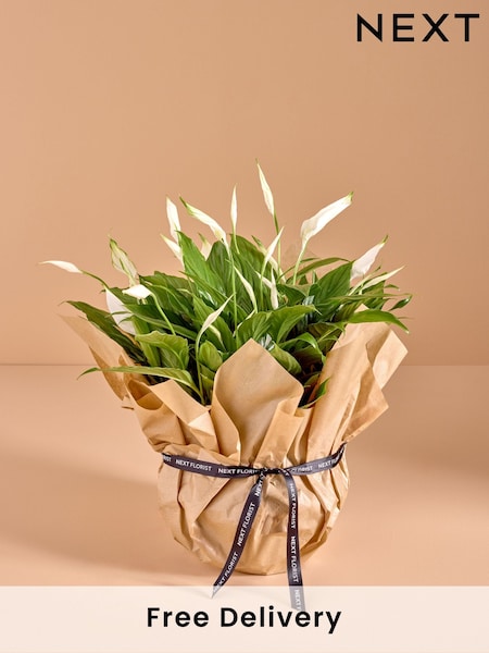White Peace Lily Gift Wrapped Real Plant (AY4313) | £28