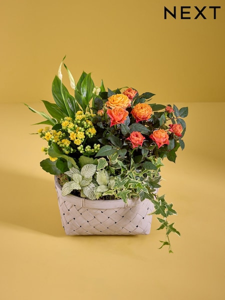 Orange Rose and Hedera Real Plant in Planter (AY4314) | £30