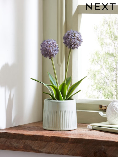Purple Artifical Allium Plant In Ribbed Ceramic Pot (B1P496) | £20