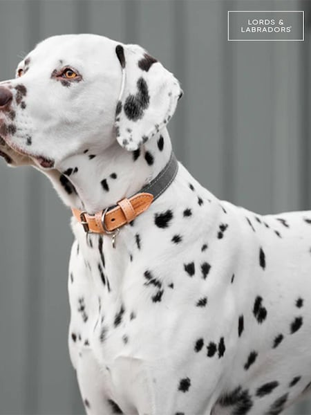 Lords and Labradors Slate Essentials Twill Dog Lead (B52854) | £25 - £30