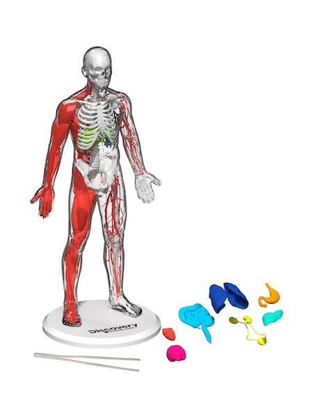 Discovery Mindblown 3D Human Anatomy Biology Model 28 Piece (E51041) | £25