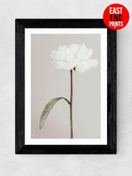 East End Prints Black Peony II Framed Art Print (E61554) | £50 - £130
