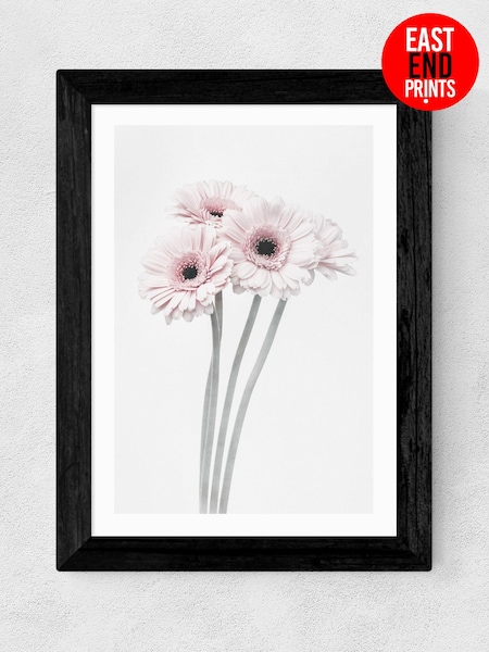 East End Prints Black Gerbera Daisy Framed Art Print (E61577) | £50 - £130