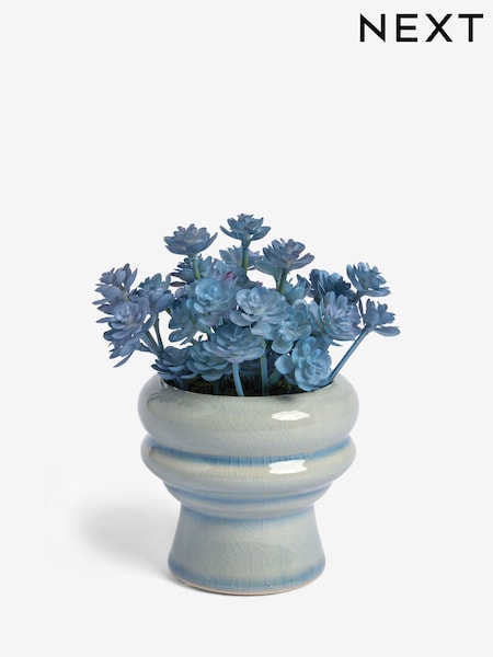 Blue Succulent Plant In Mini Ceramic Vase (E63461) | £0