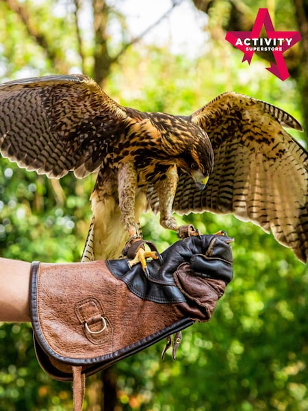 AS Falconry Taster Gift Experience (E69179) | £39