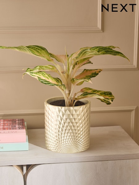 Gold Hex Planter (E95047) | £24