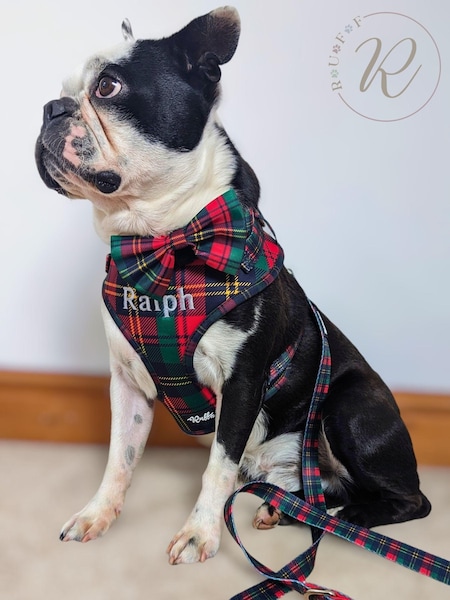 Balloon Pawty Harness Set by RUFF (E96923) | £68