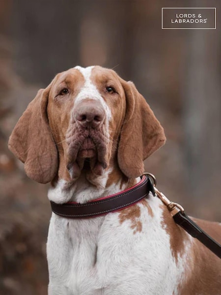 Lords and Labradors Brown Red Italian Leather Dog Collar (F03742) | £48 - £60