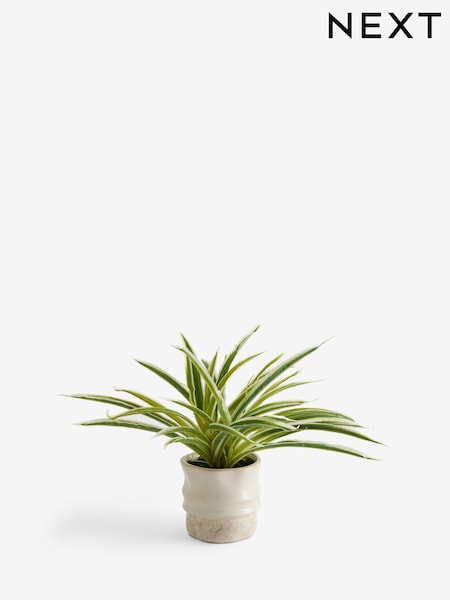 Green Artificial Spider Plant In Ceramic Pot (F14551) | £28