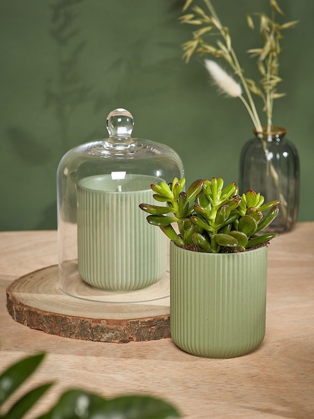 Portico Designs Green The Urban Gardener Soy Candle and Glass Dome Set (F26676) | £29