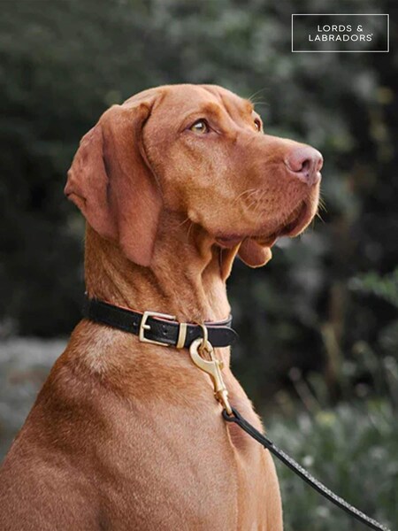 Lords and Labradors Black Leather Dog Lead (F32594) | £50 - £60