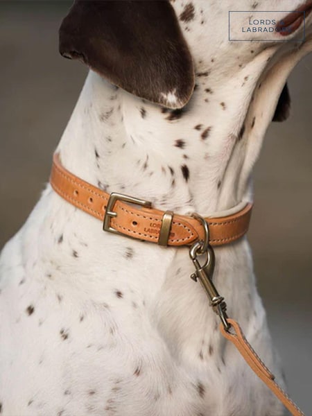 Lords and Labradors Tan Cream Italian Leather Collar Dog Collar (F33476) | £48 - £60