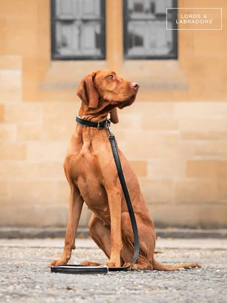 Lords and Labradors Black Grey Italian Leather Dog Lead (F40796) | £60 - £70