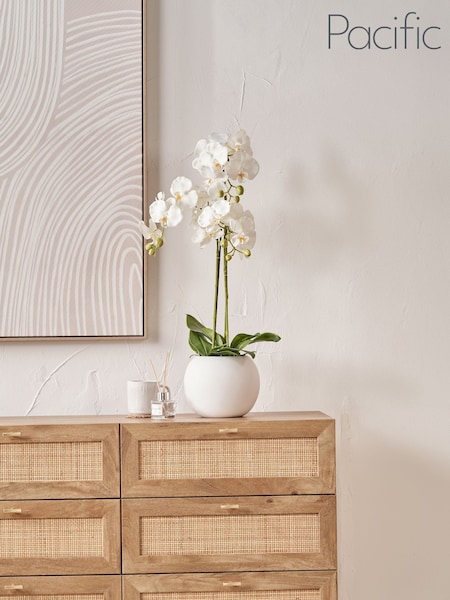 Pacific Lifestyle Green Tall White Orchid in Medium Pot (F66754) | £70