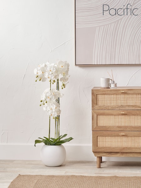Pacific Lifestyle Green Tall White Orchid in Large Pot (F66823) | £130