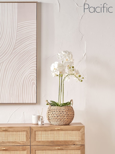 Pacific Lifestyle Green Tall White Orchid In Moss Medium Pot (F66847) | £60