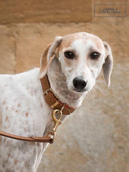 Lords and Labradors Tan Leather Dog Collar (F73065) | £45 - £55