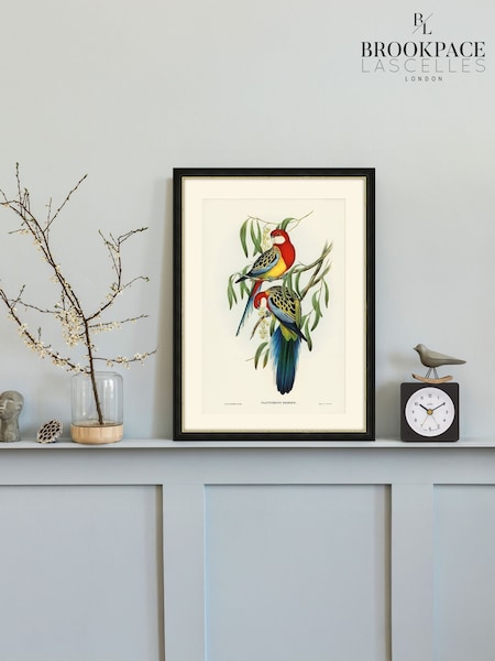 Brookpace Lascelles Multi Black Hand made in UK Rosehill Parakeet by Elizabeth Gould In A Slim Frame With Antique Champagne Silver Inner Bezel 40 X 50 (G02860) | £150