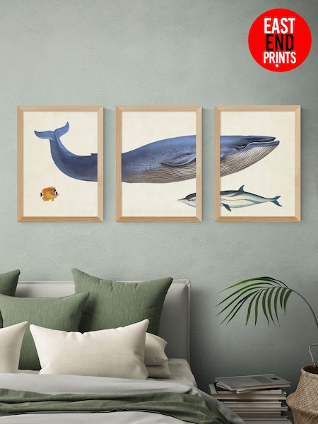 East End Prints Set of 3 Oak Whale Wall Arts Prints by Natural History Museum (G16208) | £180 - £255