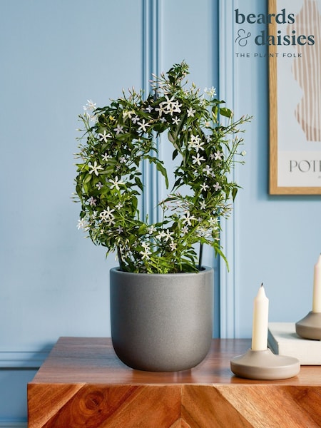 Beards & Daisies Graphite Jasmine On Hoop & Earthenware Plant Pot (G83793) | £36