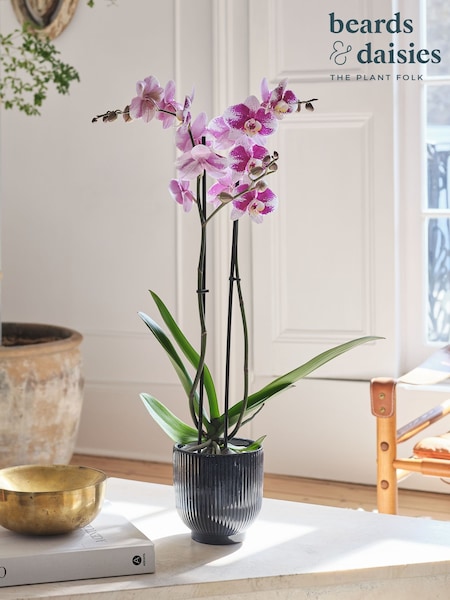 Beards & Daisies Grey Purple Orchid & Ribbed Pot (G83808) | £40