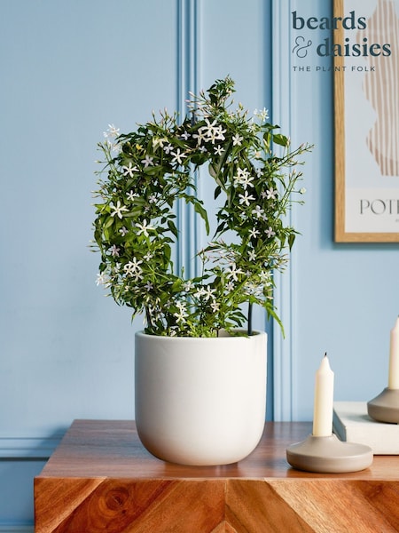 Beards & Daisies Oyster Jasmine On Hoop & Earthenware Plant Pot (G83812) | £36