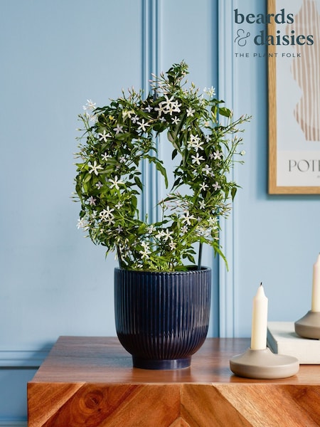 Beards & Daisies Navy Jasmine On Hoop & Ribbed Plant Pot (G83813) | £34